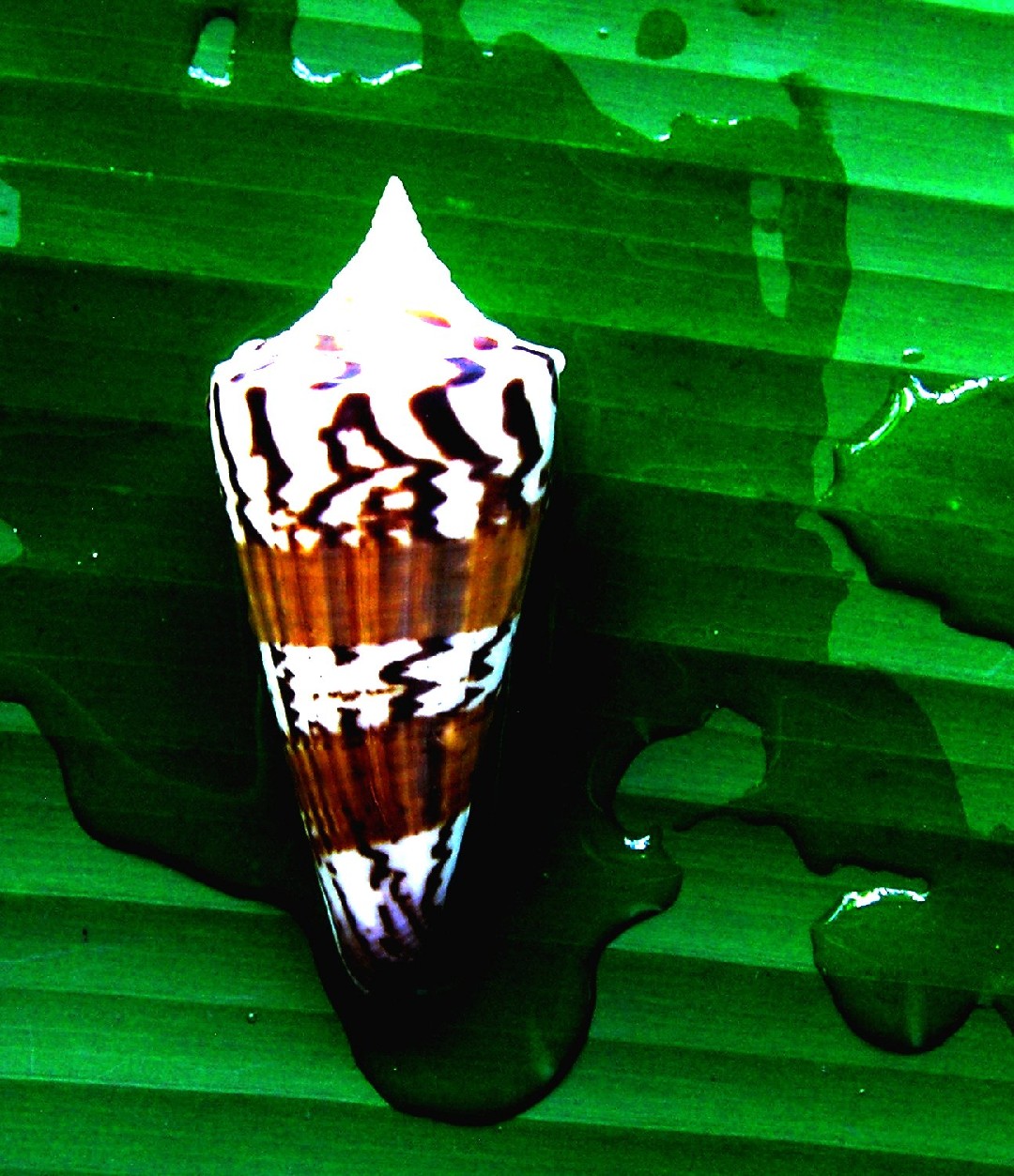 Conus generalis (Conus generalis)