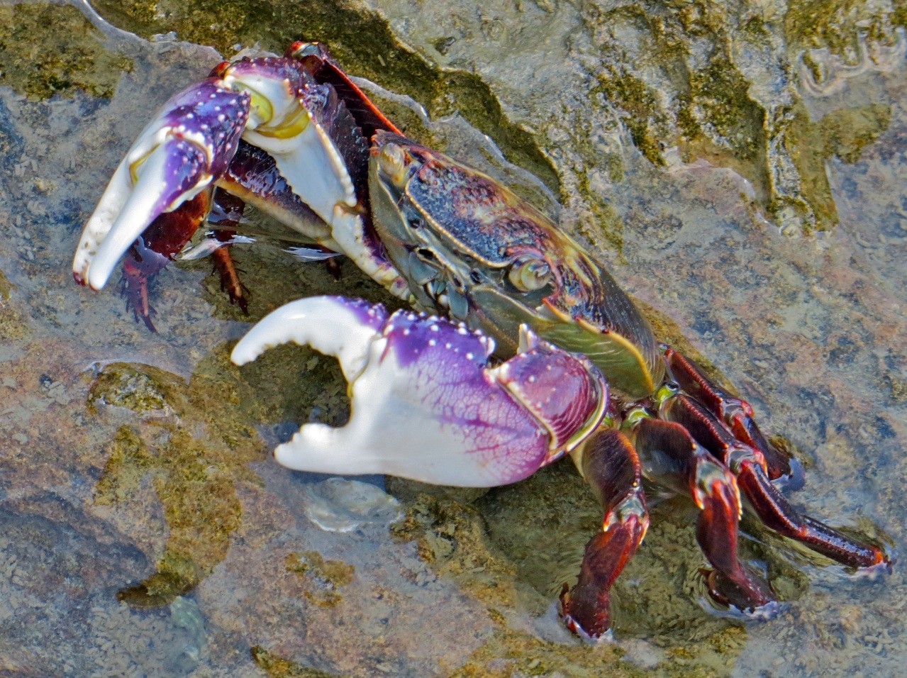 Purple rock crab (Leptograpsus)