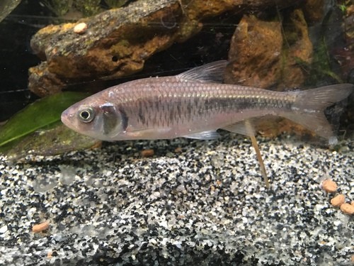 Luxilus (Luxilus)
