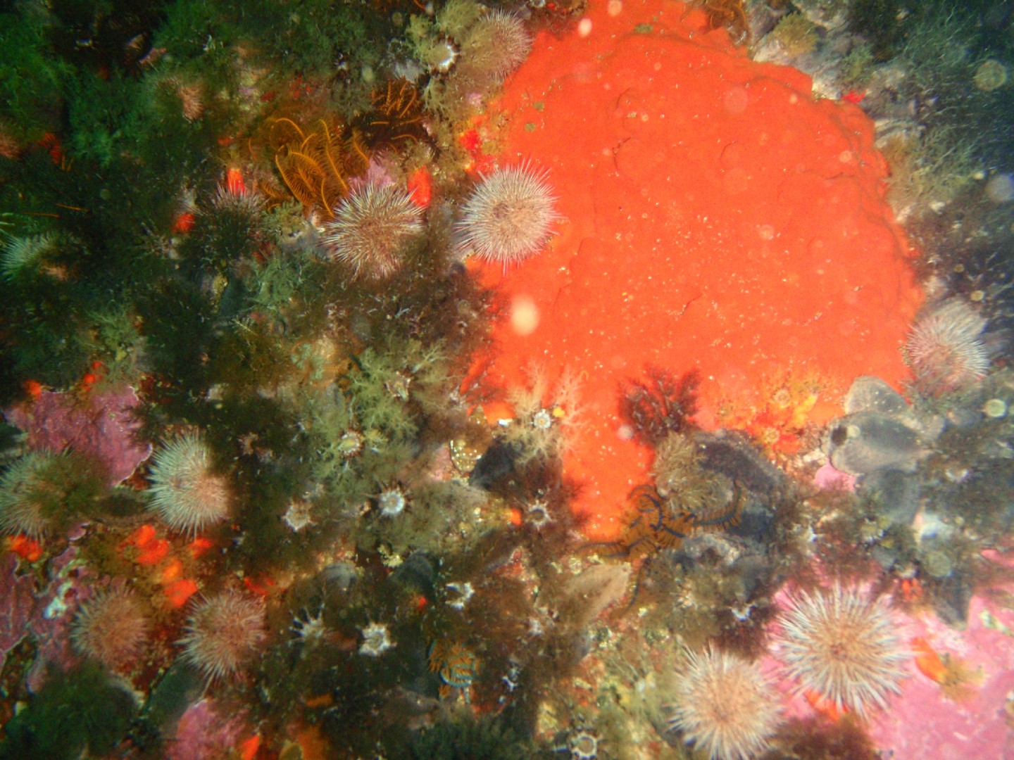 Mauve sea cucumber (Pentacta doliolum)