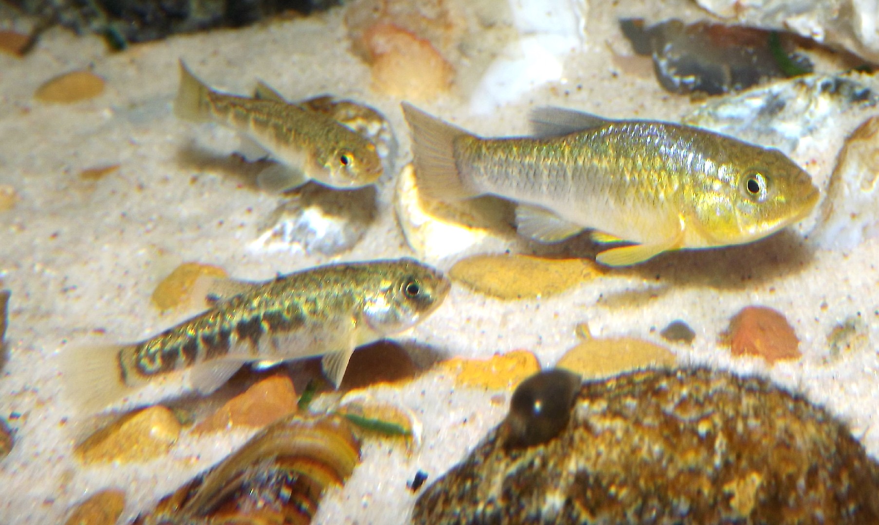 Pupfish (Cyprinodon)