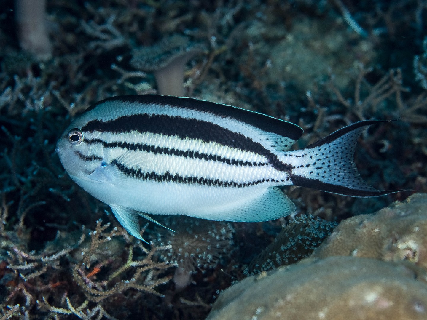 Blackstriped angelfish (Genicanthus lamarck)