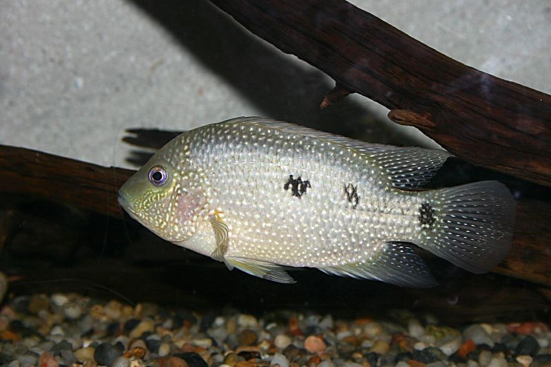 Perlcichlide (Herichthys cyanoguttatus)