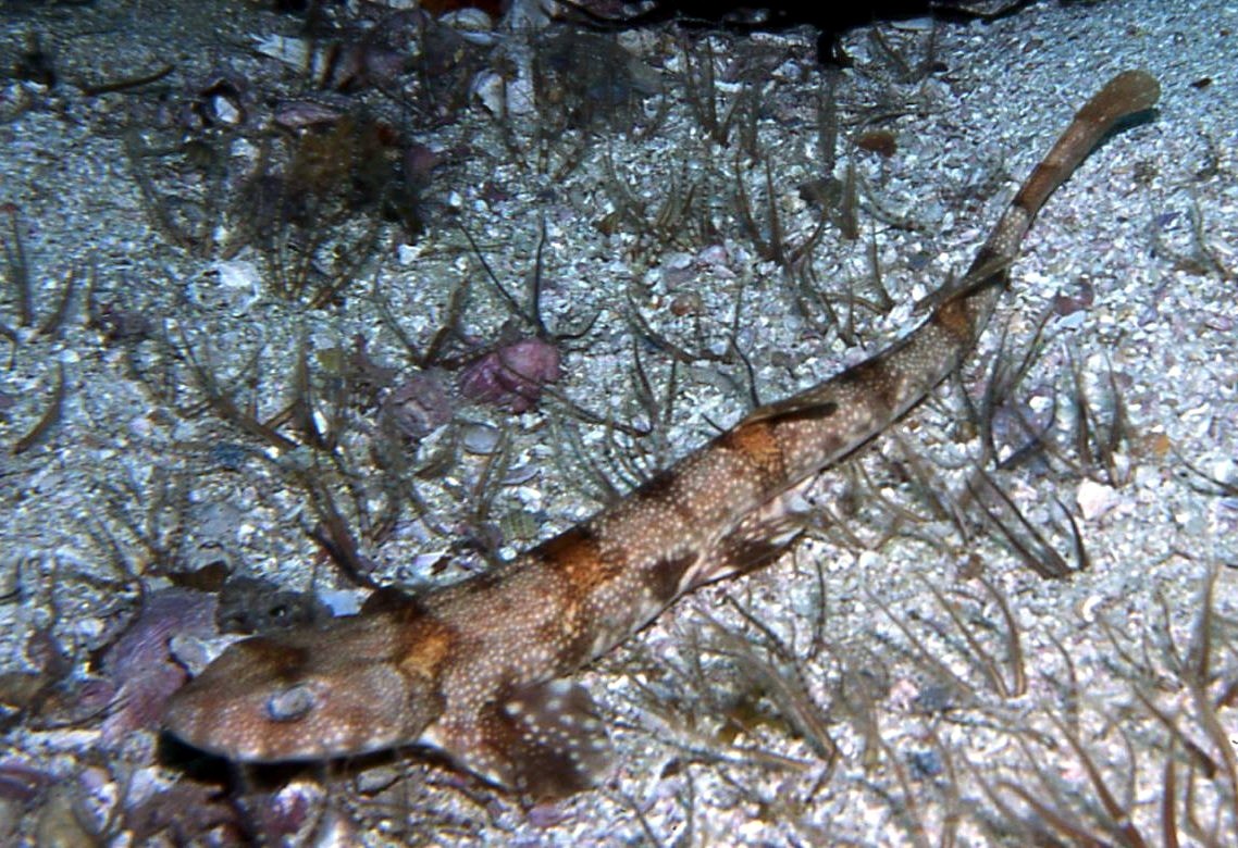 Puffadder shyshark (Haploblepharus edwardsii)