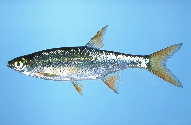 Méné jaune (Notemigonus crysoleucas)