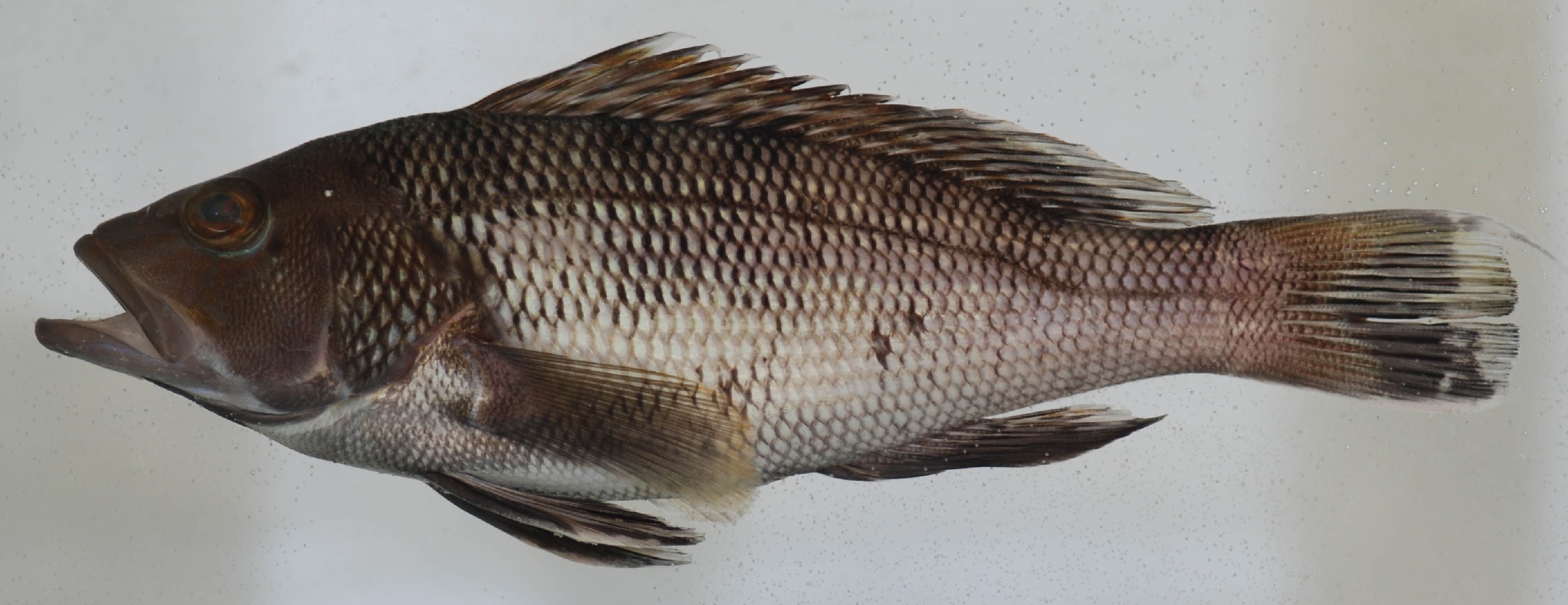 Black sea bass (Centropristis)