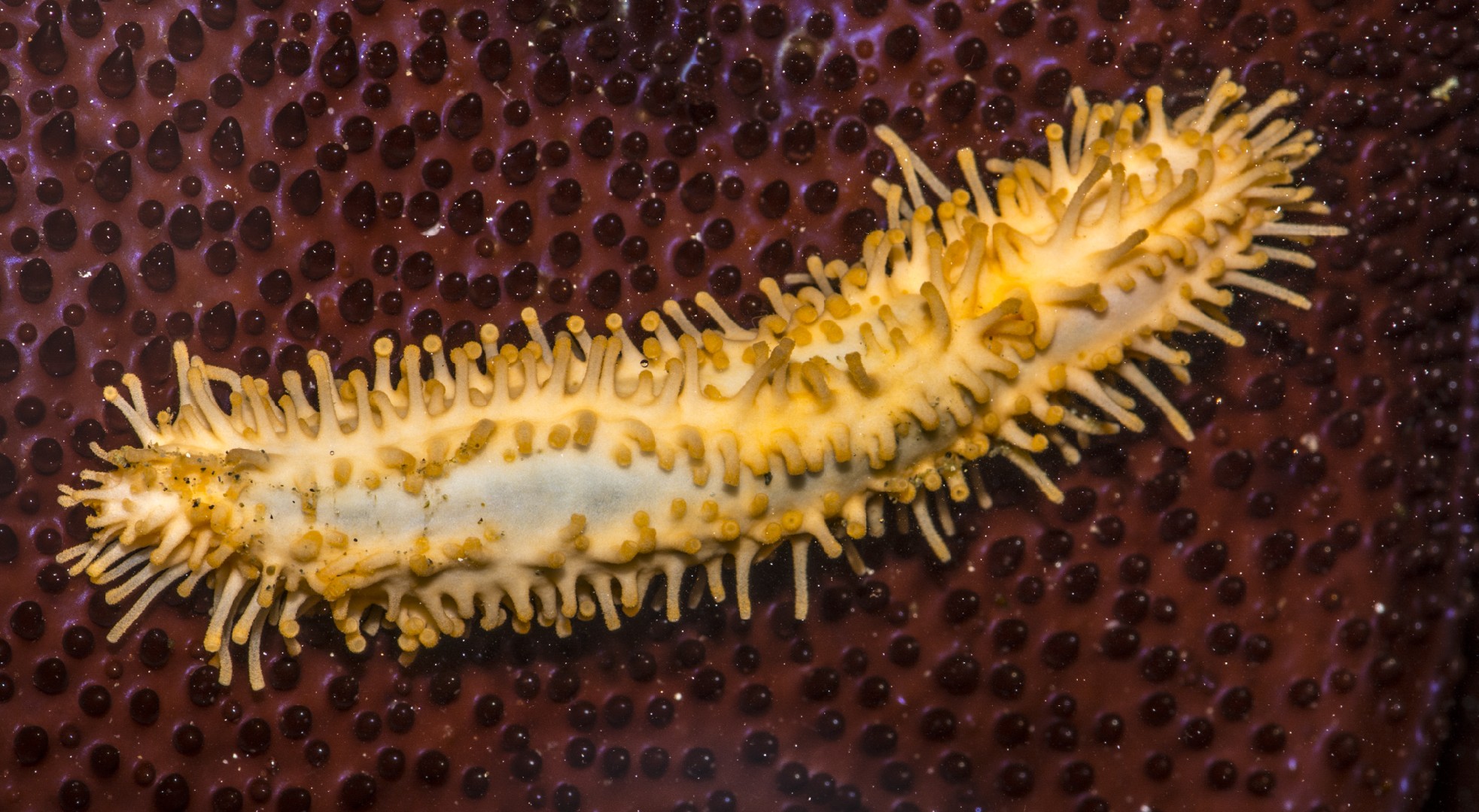 Stiff-footed sea cucumber (Eupentacta quinquesemita)