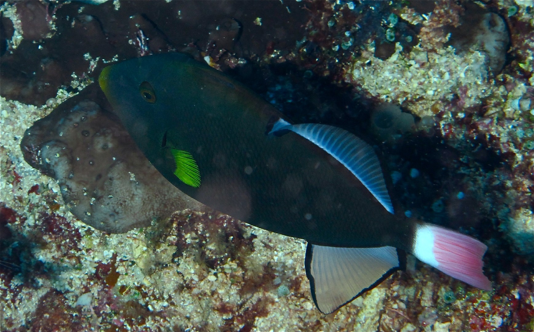 Witwen-drückerfisch (Melichthys vidua)