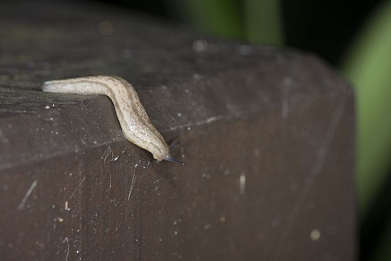 Meghimatium bilineatum (Meghimatium bilineatum)