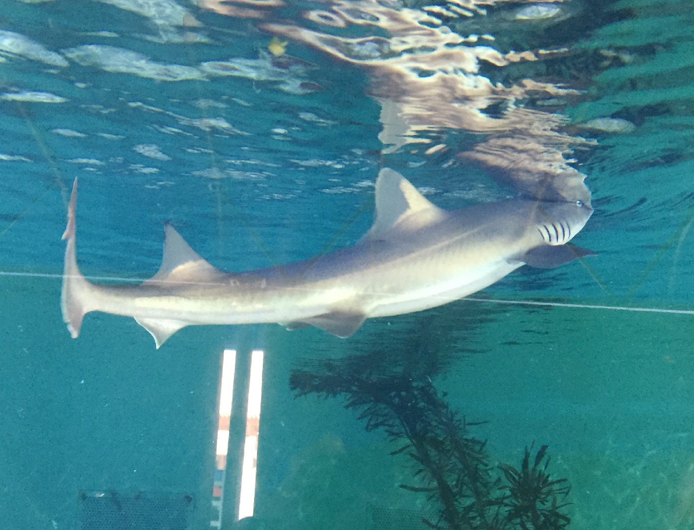 Smooth-hound (Mustelus)