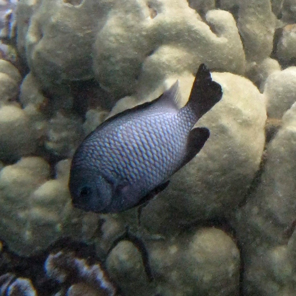 白宅泥魚 (Dascyllus albisella)