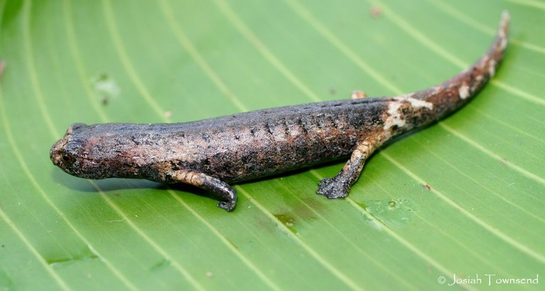 Tlaconetes lengua de hongo (Bolitoglossa) - Picture Fish