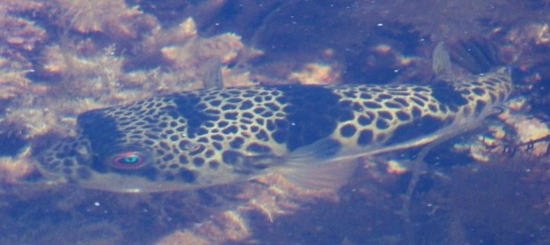 Smooth toadfish (Tetractenos glaber)