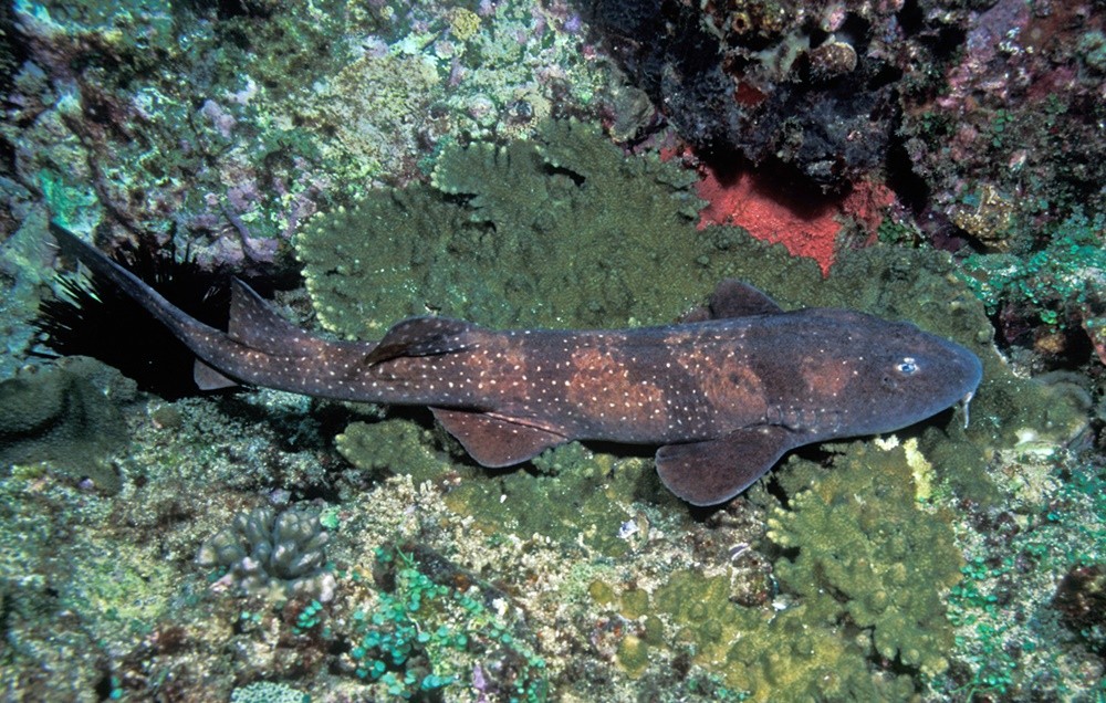 Blind sharks (Brachaelurus)