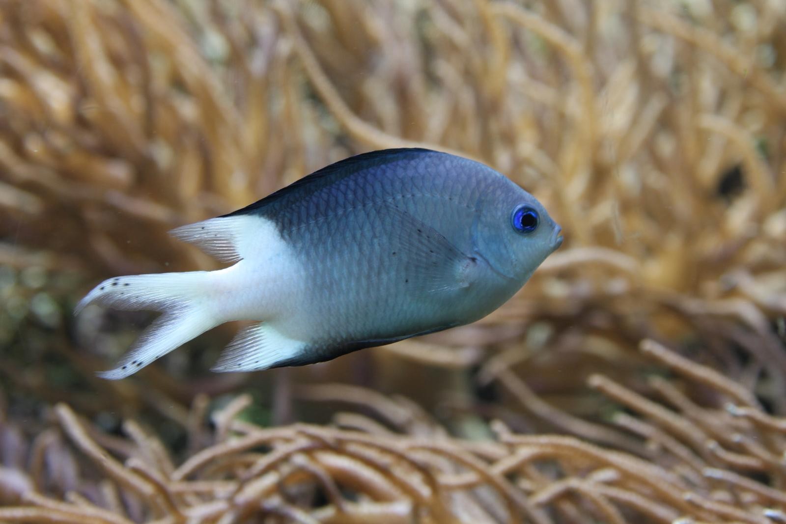 多刺棘光鰓鯛 (Acanthochromis polyacanthus)