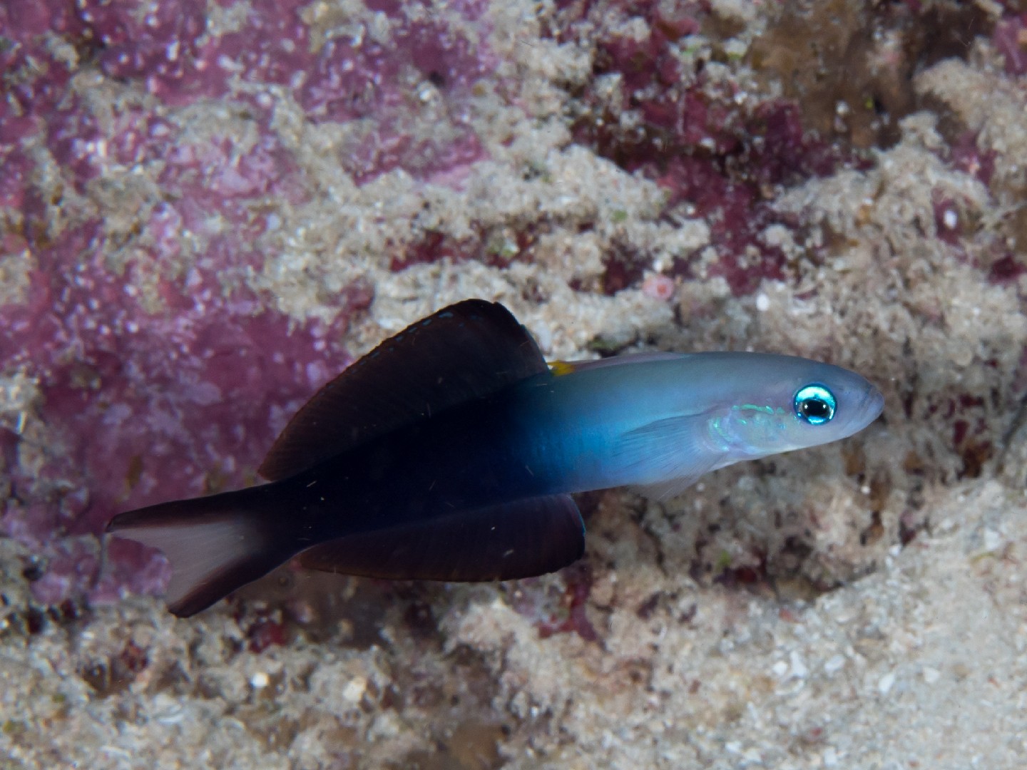 Blackfin dartfish (Ptereleotris evides)