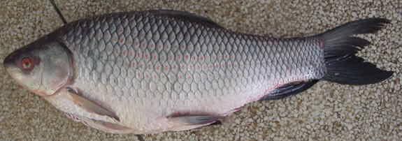 Labeo roho (Labeo rohita)