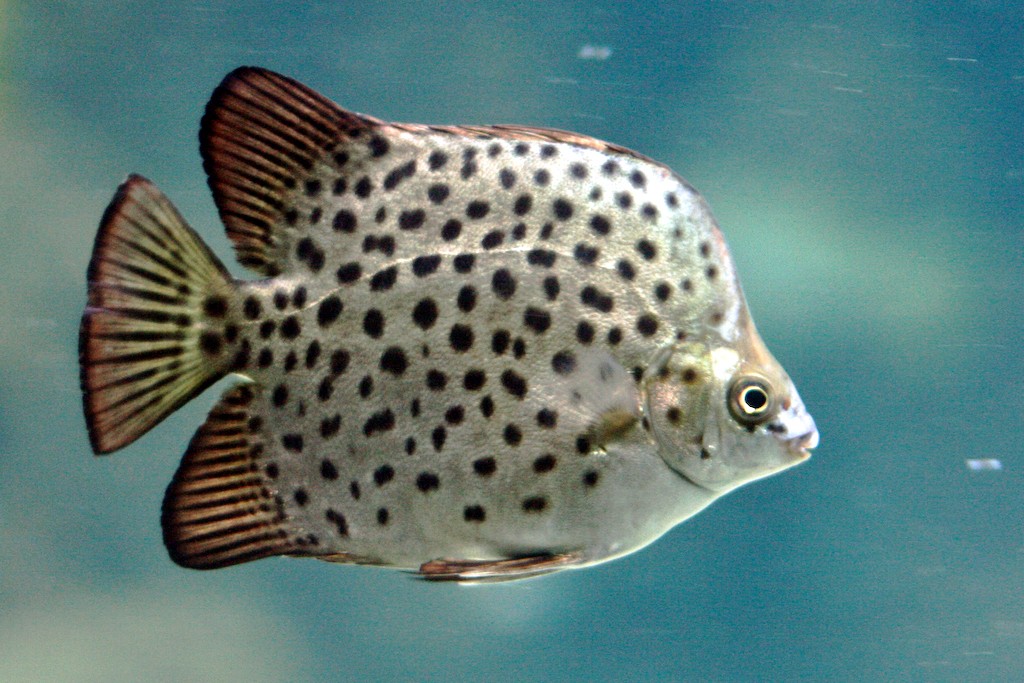 Scatophagus (Scatophagus)