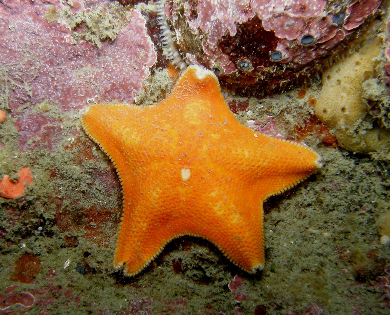 New zealand common cushion star (Patiriella regularis)