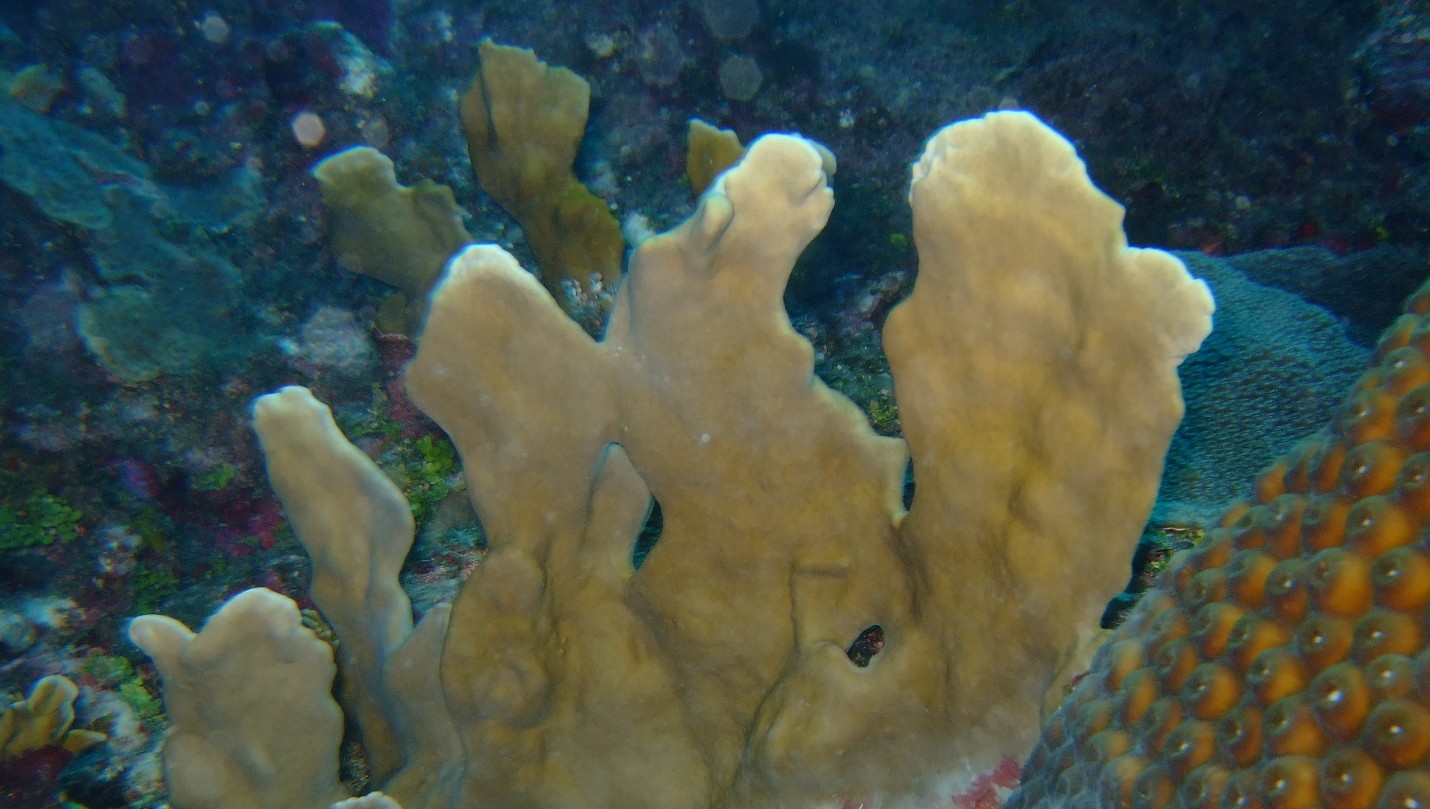 Thin leaf lettuce coral (Agaricia tenuifolia)