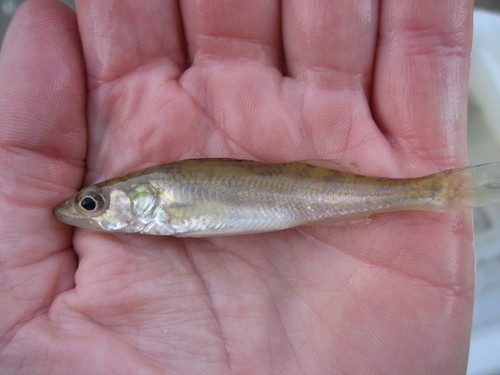 Walleye (Sander vitreus)