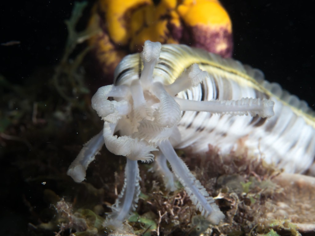 Snake sea cucumber (Synapta maculata)