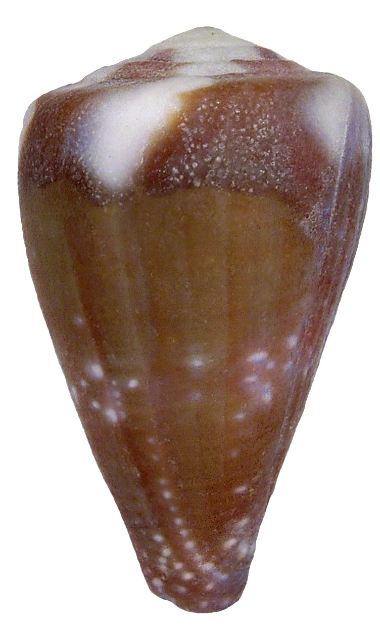 Conus rattus (Conus rattus)