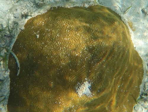 Coral cerebro nudoso (Pseudodiploria clivosa)