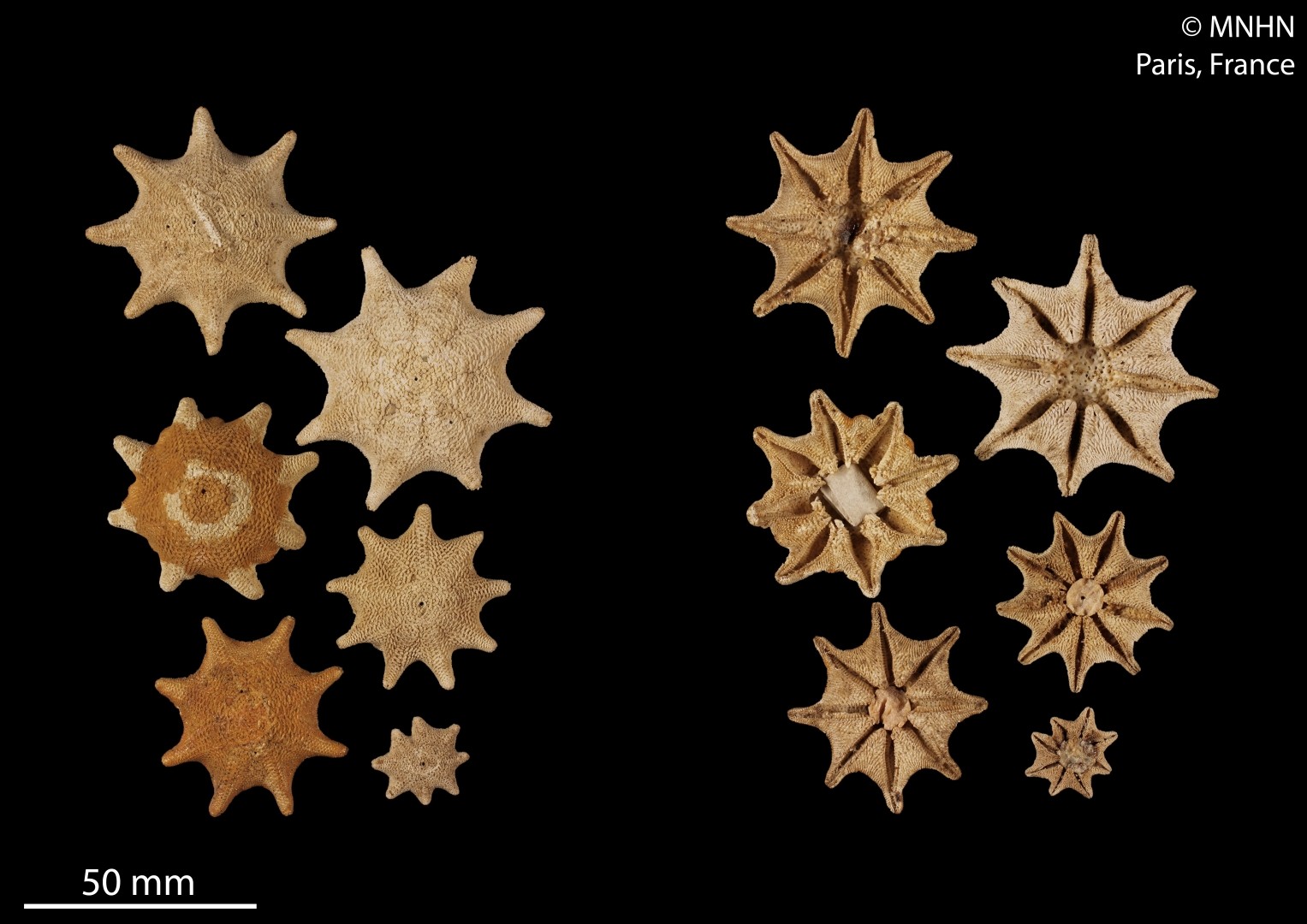 Gunn's six-armed star (Meridiastra gunnii)