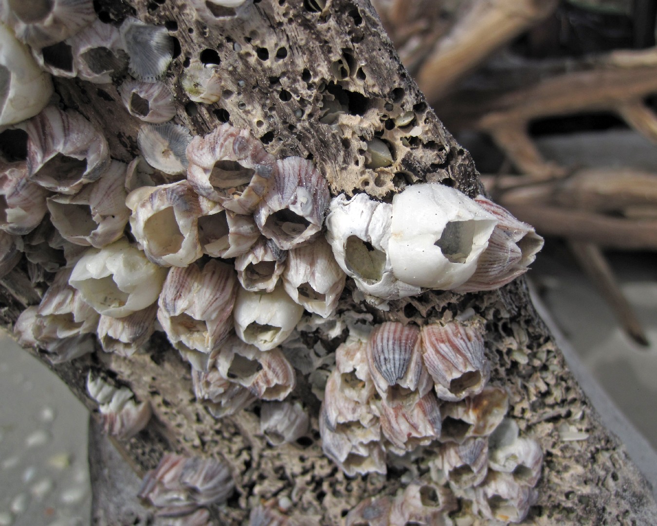 Striped barnacle (Amphibalanus amphitrite)