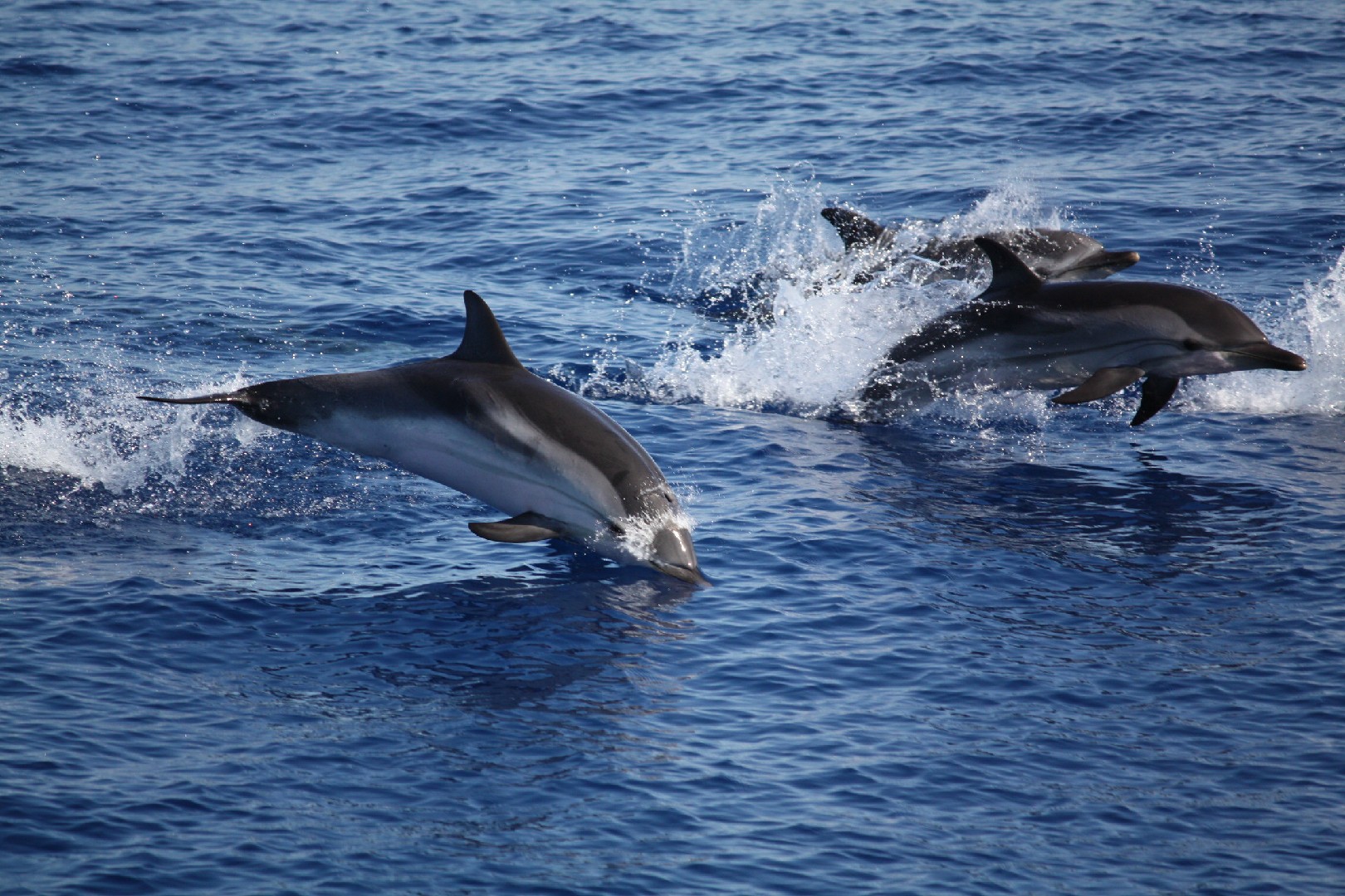 줄무늬돌고래 (Stenella coeruleoalba)