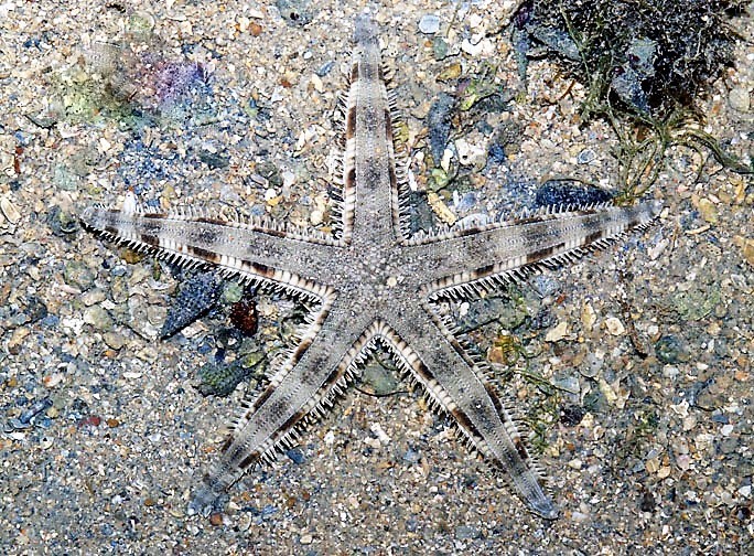 Sand star (Archaster typicus)