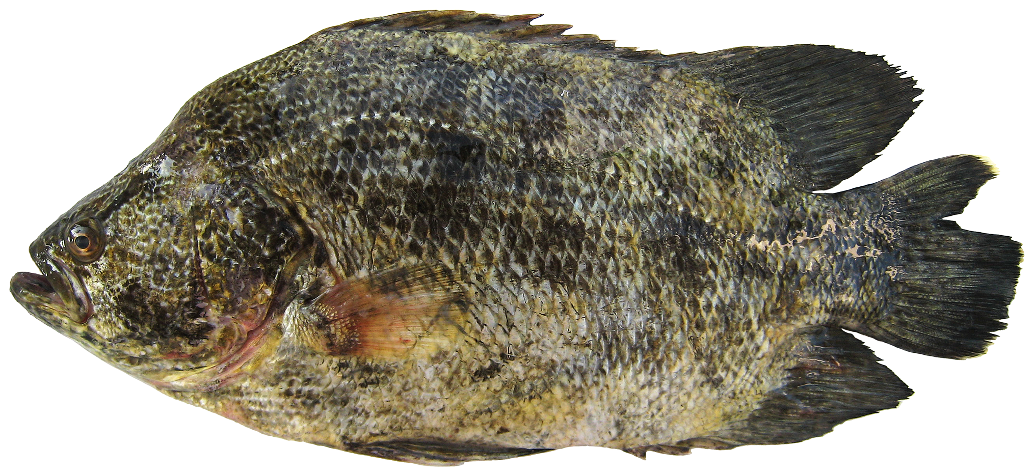 Atlantic tripletail (Lobotes surinamensis) - Picture Fish