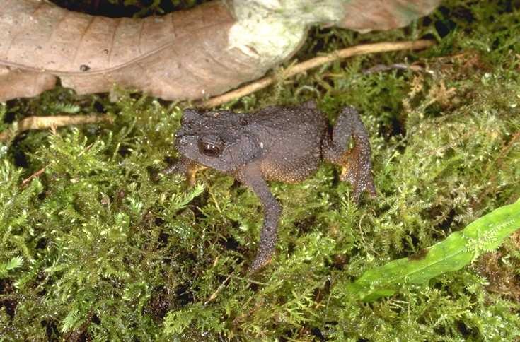 South american toads (Rhinella)