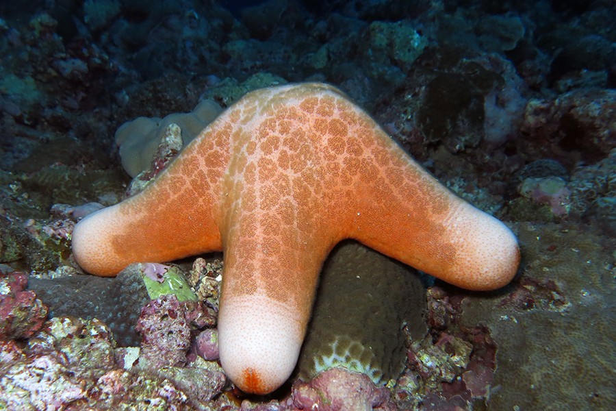 粒皮海星 (Choriaster granulatus)