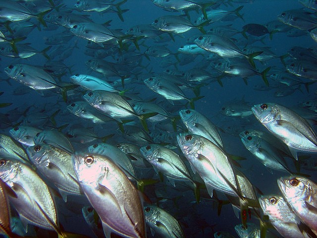 Westatlantische stachelmakrele (Caranx latus)