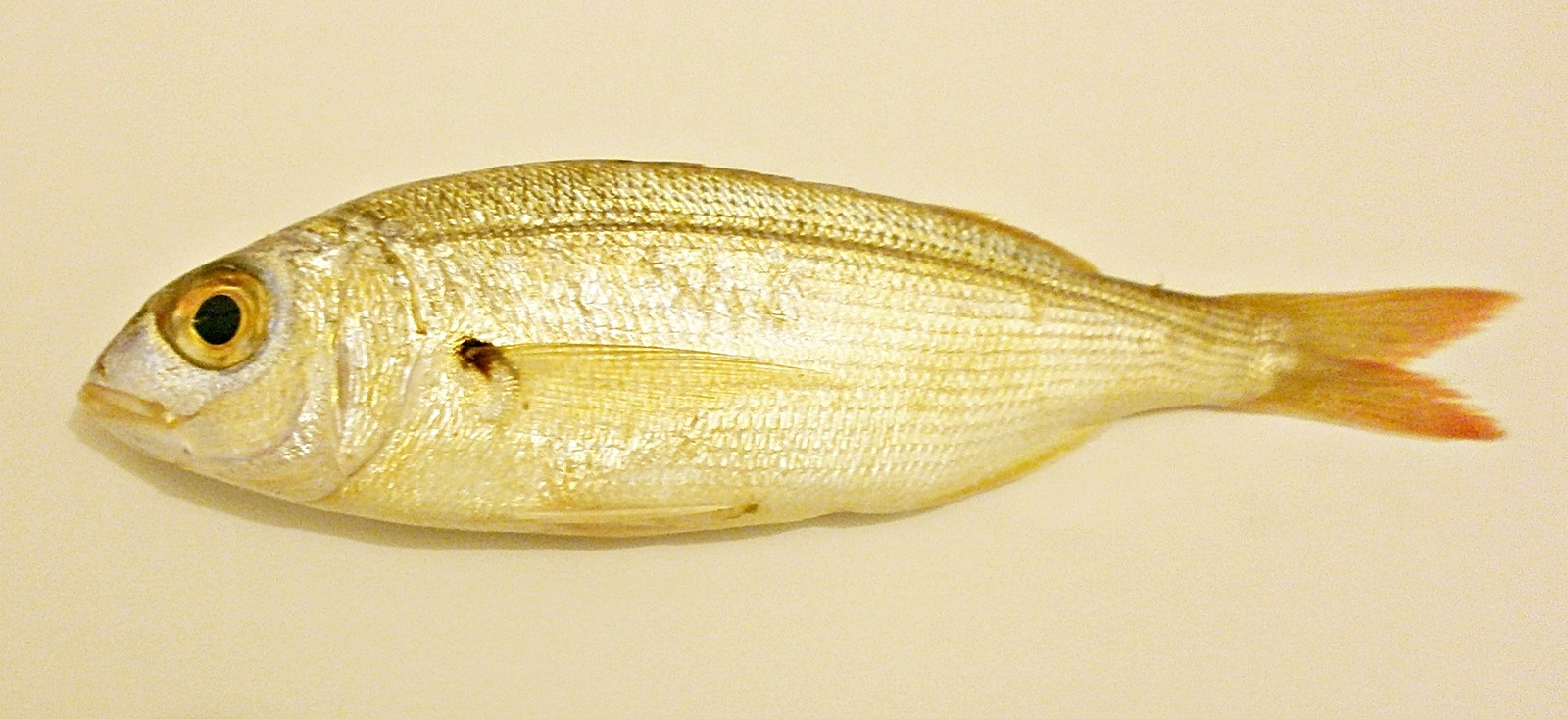 Bisugo (Pagellus acarne)