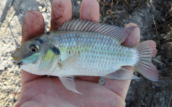 Blackchin tilapia (Sarotherodon melanotheron)