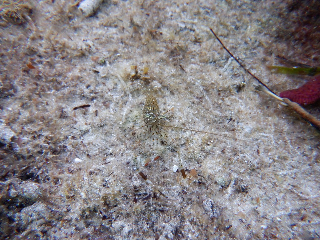 Rock-pool shrimp (Palaemon serenus)