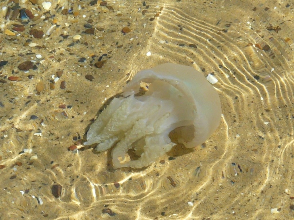 Jelly blubber (Catostylus mosaicus)