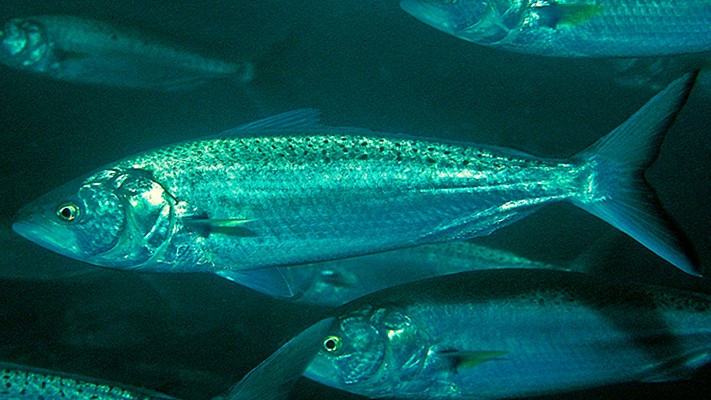 Kahawai (Arripis trutta)