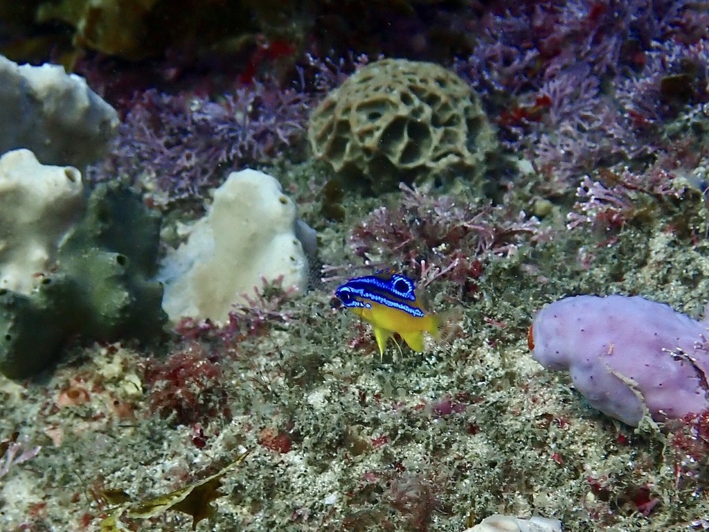 Immaculate damselfish (Mecaenichthys)