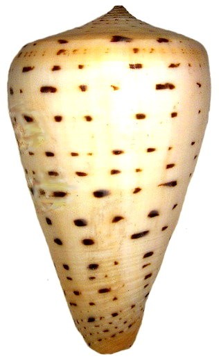 Leopard cone (Conus leopardus)