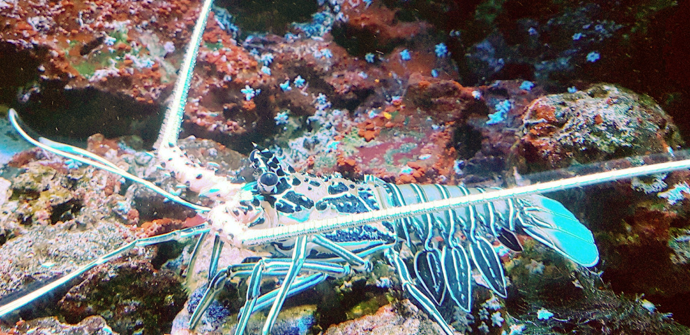 Painted rock lobster (Panulirus versicolor)