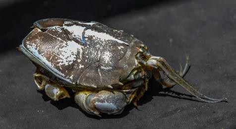 Spiny sand crab (Blepharipoda occidentalis)