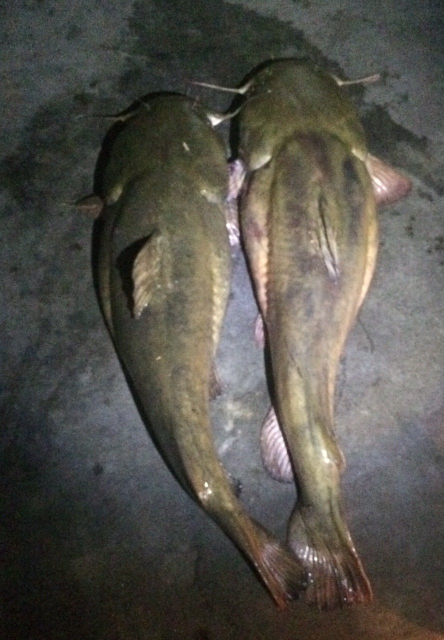 Flathead catfish (Pylodictis olivaris)