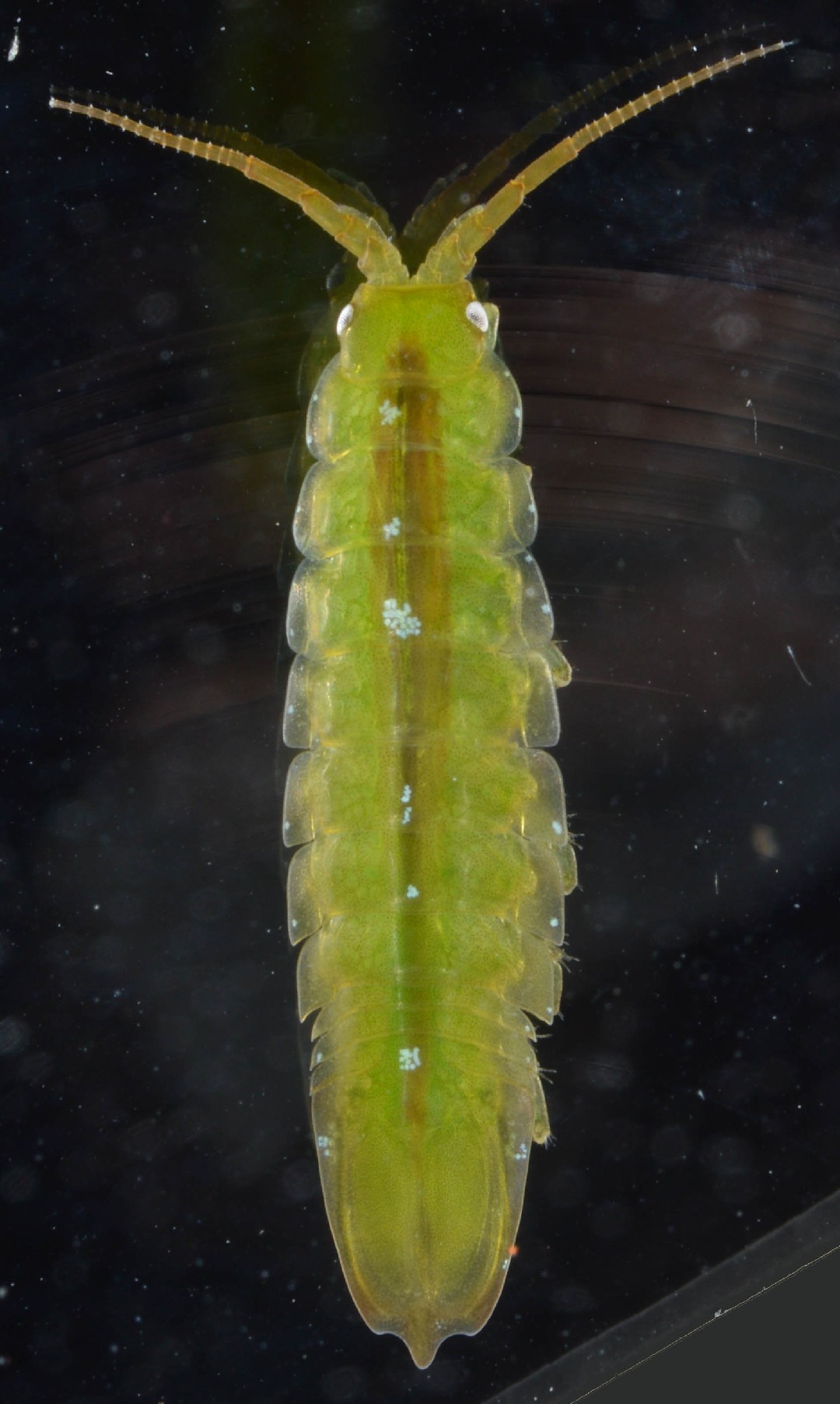 Baltic isopod (Idotea balthica)