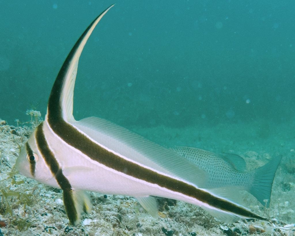 Ritterfische (Equetus)