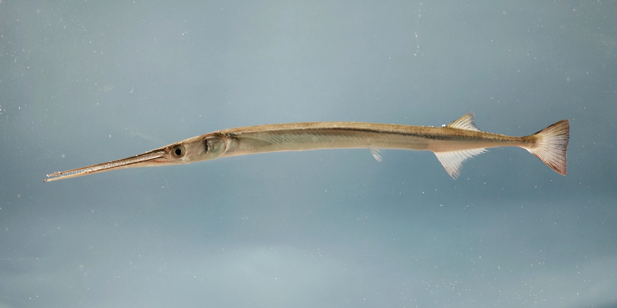 Atlantic needlefish (Strongylura marina)