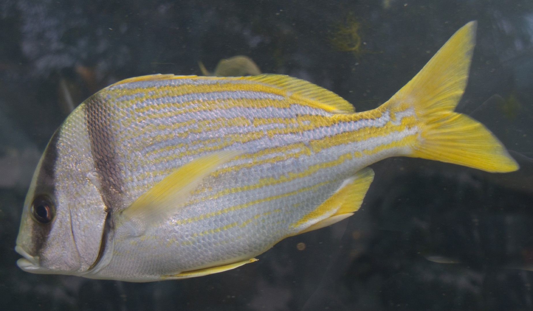 Porkfish (Anisotremus virginicus)